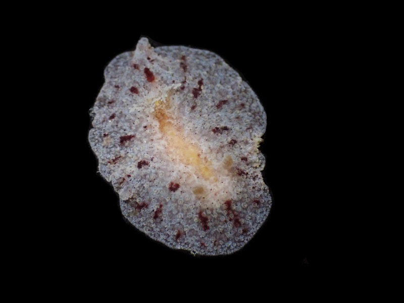 r0002a